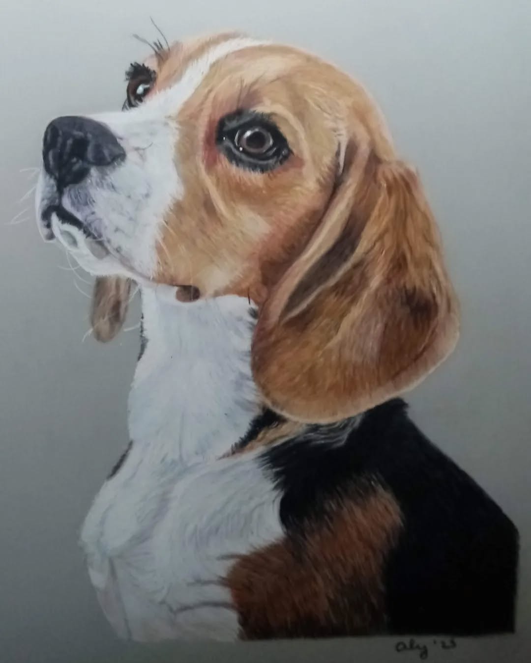 Beagle